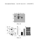 REGULATION OF SODIUM CHANNELS BY PLUNC PROTEINS diagram and image