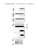 REGULATION OF SODIUM CHANNELS BY PLUNC PROTEINS diagram and image