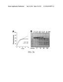 REGULATION OF SODIUM CHANNELS BY PLUNC PROTEINS diagram and image