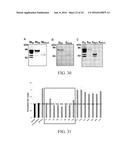 REGULATION OF SODIUM CHANNELS BY PLUNC PROTEINS diagram and image