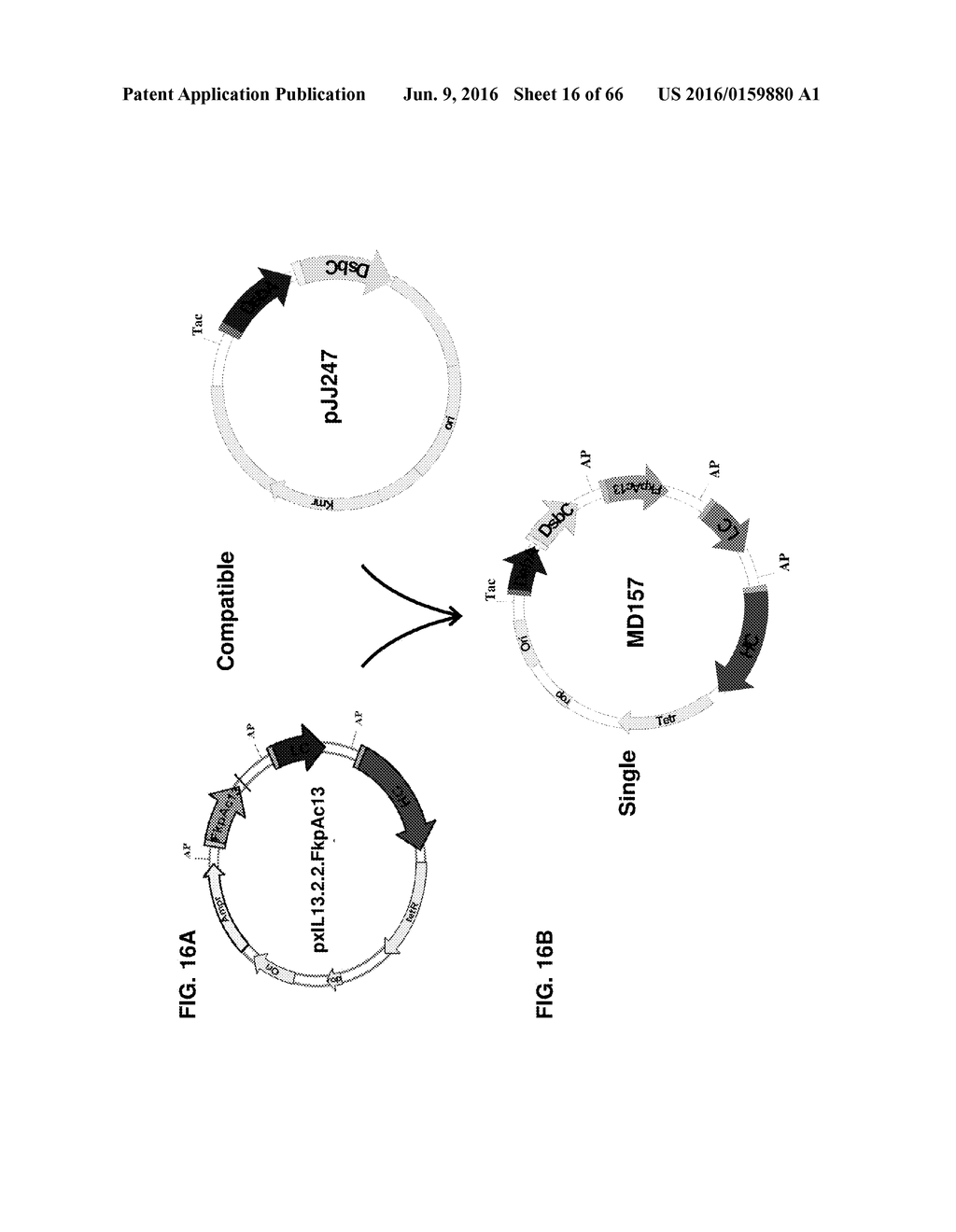 METHODS OF PRODUCING TWO CHAIN PROTEINS IN BACTERIA - diagram, schematic, and image 17