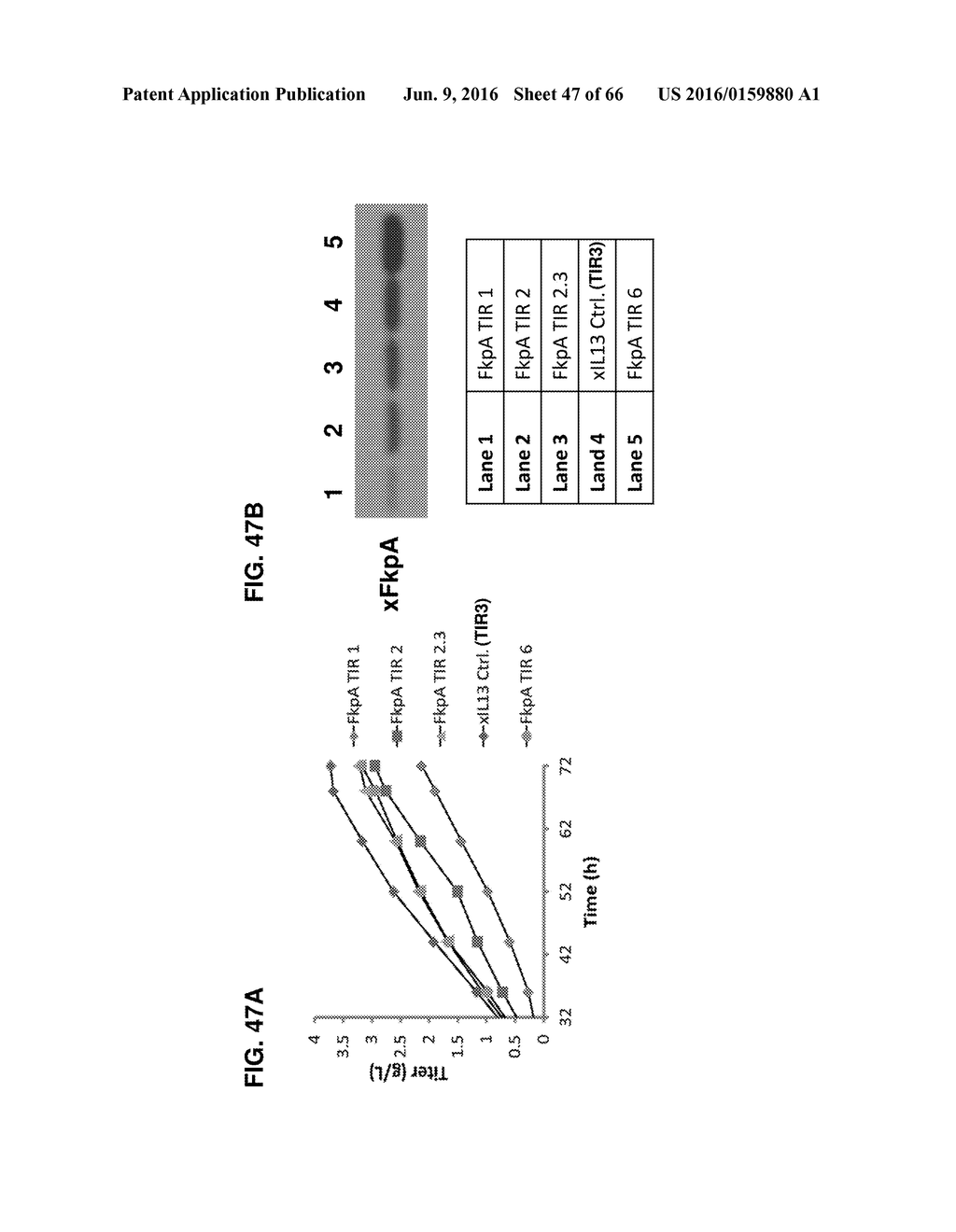 METHODS OF PRODUCING TWO CHAIN PROTEINS IN BACTERIA - diagram, schematic, and image 48