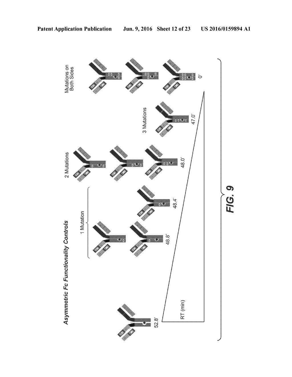 HUMAN FCRN-BINDING MODIFIED ANTIBODIES AND METHODS OF USE - diagram, schematic, and image 13