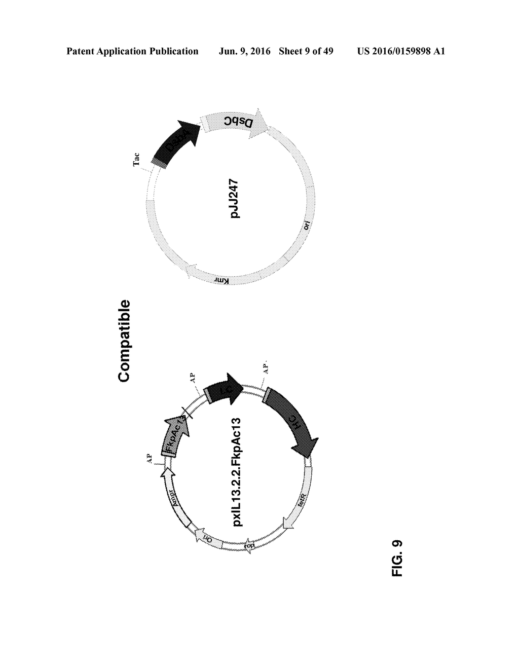 METHODS OF PRODUCING TWO CHAIN PROTEINS IN BACTERIA - diagram, schematic, and image 10