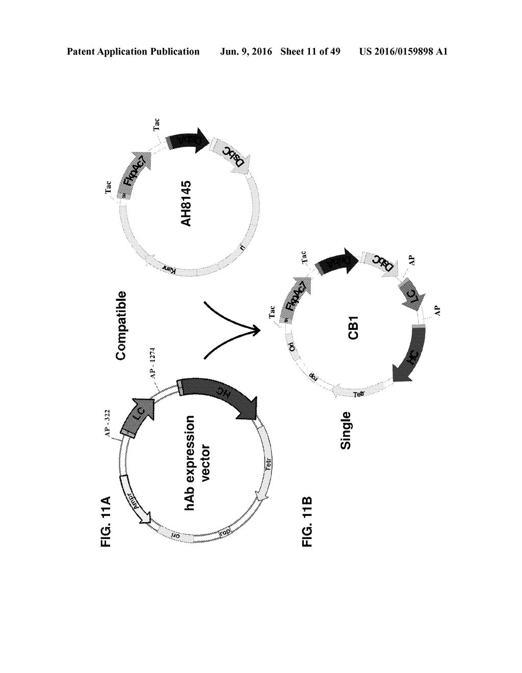 METHODS OF PRODUCING TWO CHAIN PROTEINS IN BACTERIA - diagram, schematic, and image 12