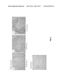 ANTI-B7-H4 ANTIBODIES AND IMMUNOCONJUGATES diagram and image