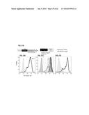 ANTI-B7-H4 ANTIBODIES AND IMMUNOCONJUGATES diagram and image