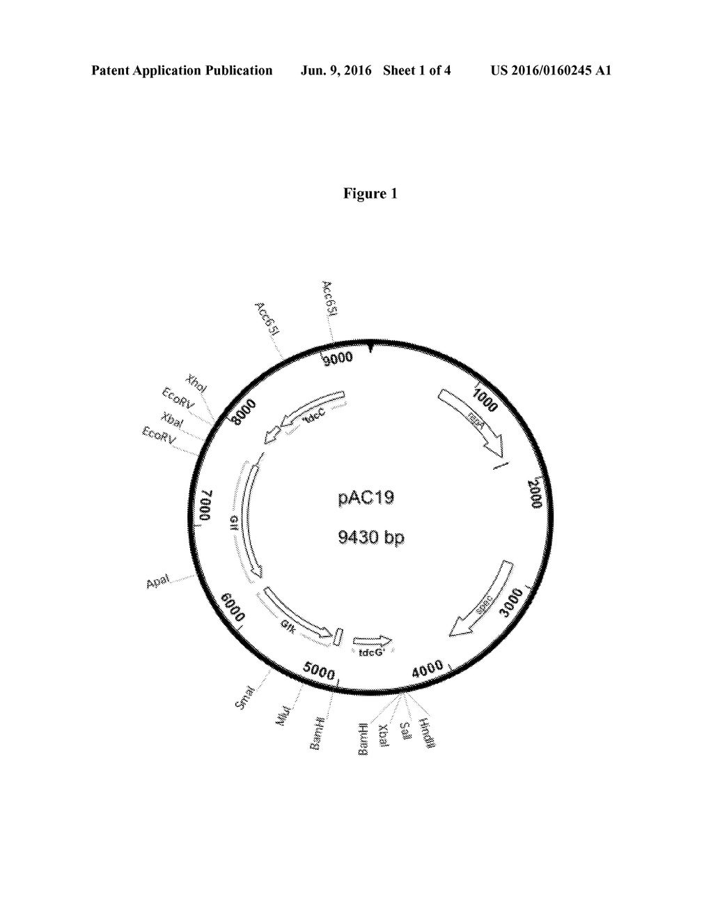 METHOD OF PRODUCING SUCCINIC ACID AND OTHER CHEMICLAS USING FACILITATED     DIFFUSION FOR SUGAR IMPORT - diagram, schematic, and image 02