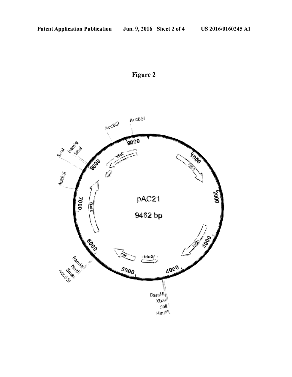 METHOD OF PRODUCING SUCCINIC ACID AND OTHER CHEMICLAS USING FACILITATED     DIFFUSION FOR SUGAR IMPORT - diagram, schematic, and image 03