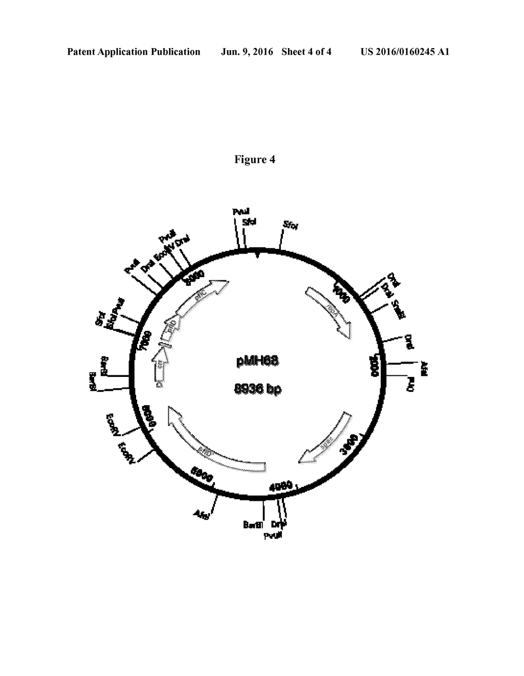 METHOD OF PRODUCING SUCCINIC ACID AND OTHER CHEMICLAS USING FACILITATED     DIFFUSION FOR SUGAR IMPORT - diagram, schematic, and image 05