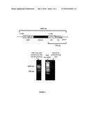 Modified algae strain and method of triacylglycerol accumulation using     said strain diagram and image