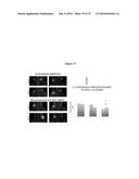 PERSONALIZED PROTEASE ASSAY TO MEASURE PROTEASE ACTIVITY IN NEOPLASMS diagram and image