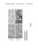 In Situ Hybridization Method And Buffer diagram and image