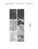 In Situ Hybridization Method And Buffer diagram and image