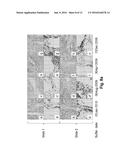 In Situ Hybridization Method And Buffer diagram and image