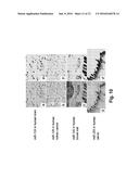 In Situ Hybridization Method And Buffer diagram and image