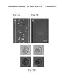 METHODS AND APPARATUS FOR THE MANIPULATION OF PARTICLE SUSPENSIONS AND     TESTING THEREOF diagram and image