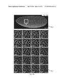 Multiview Light-Sheet Microscopy diagram and image