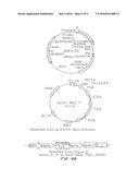 SYSTEM FOR IMMUNOTHERAPY TARGETING TUMOR PROPAGATION AND PROGRESSION diagram and image