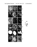 GEODESIC SALIENCY USING BACKGROUND PRIORS diagram and image