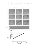 SELF-ASSEMBLED PEPTIDE NUCLEIC ACIDS diagram and image