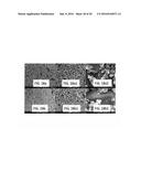 Porous Silicon Oxide (SiO) Anode Enabled by a Conductive Polymer Binder     and Performance Enhancement by Stabilized Lithium Metal Power (SLMP) diagram and image