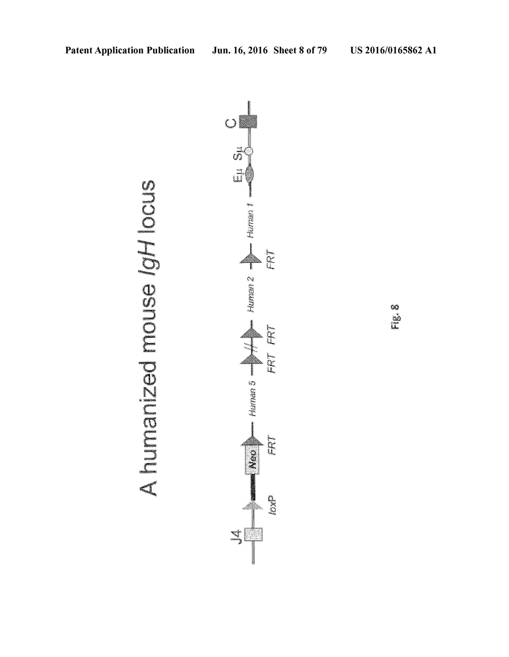 ANIMAL MODELS AND THERAPEUTIC MOLECULES - diagram, schematic, and image 09