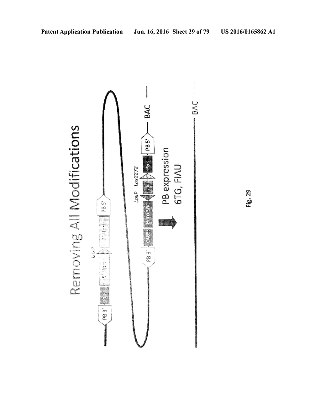 ANIMAL MODELS AND THERAPEUTIC MOLECULES - diagram, schematic, and image 30