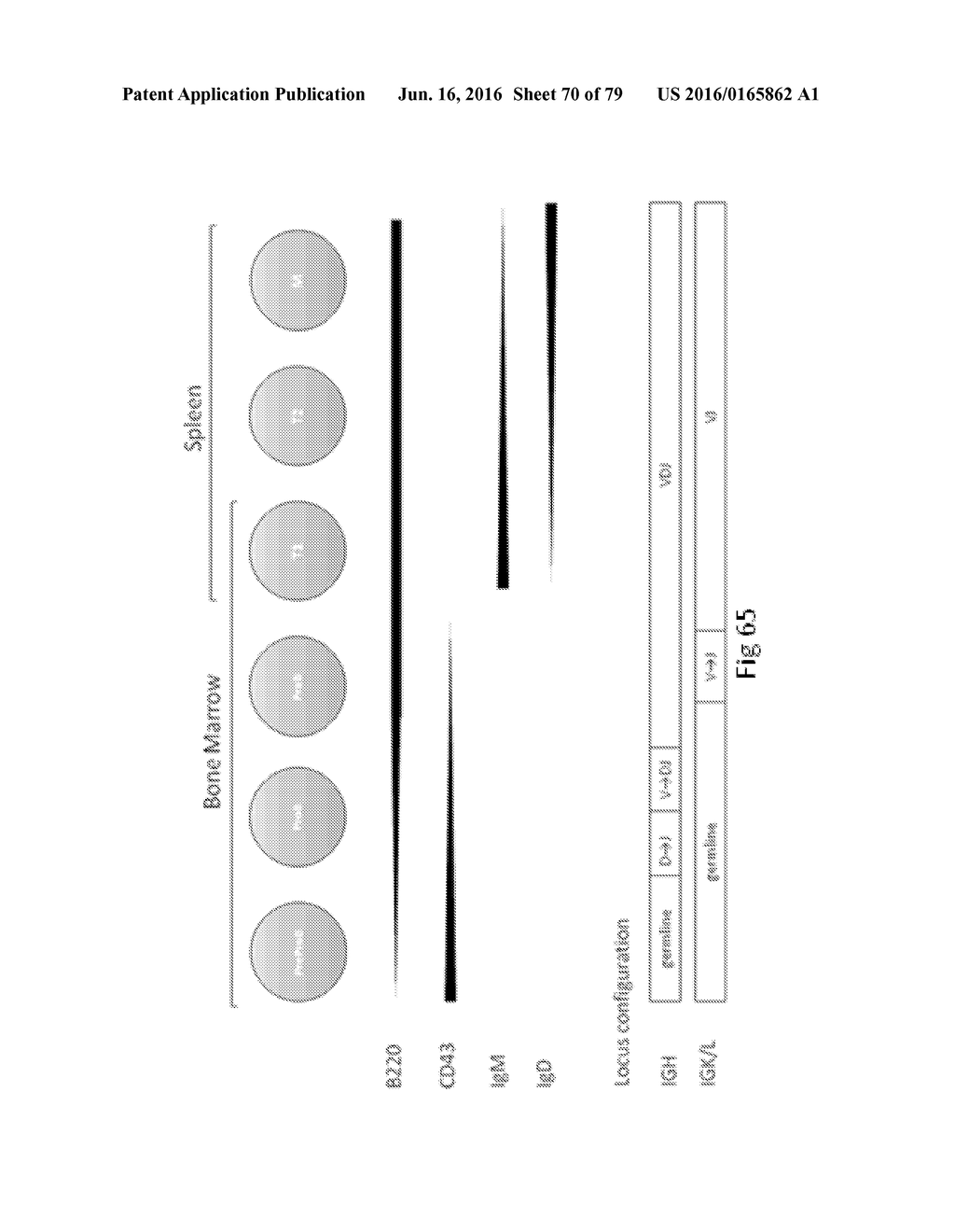 ANIMAL MODELS AND THERAPEUTIC MOLECULES - diagram, schematic, and image 71