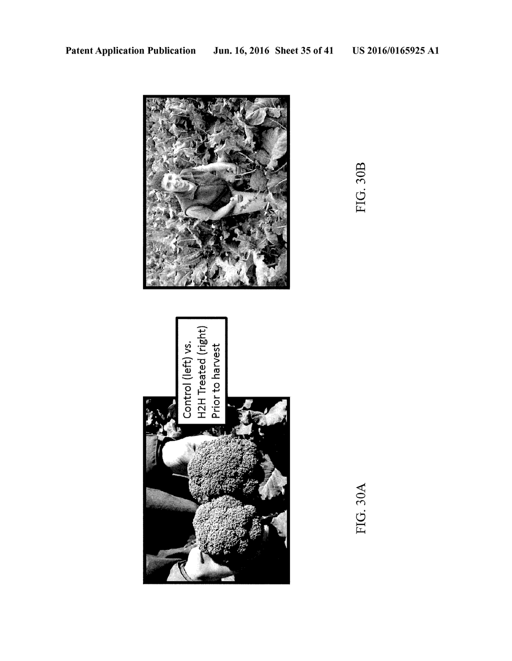 NUTRIENT RICH COMPOSITIONS - diagram, schematic, and image 36