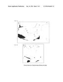 USE OF NRF2 INDUCERS TO TREAT EPIDERMOLYSIS BULLOSA SIMPLEX AND RELATED     DISEASES diagram and image