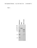 MOLECULES THAT BIND CD180, COMPOSITIONS AND METHODS OF USE diagram and image