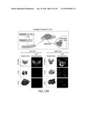 TISSUE ENGINEERED MODELS OF CANCERS diagram and image