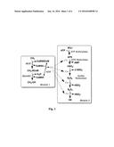 GENETICALLY MODIFIED ORGANISMS diagram and image