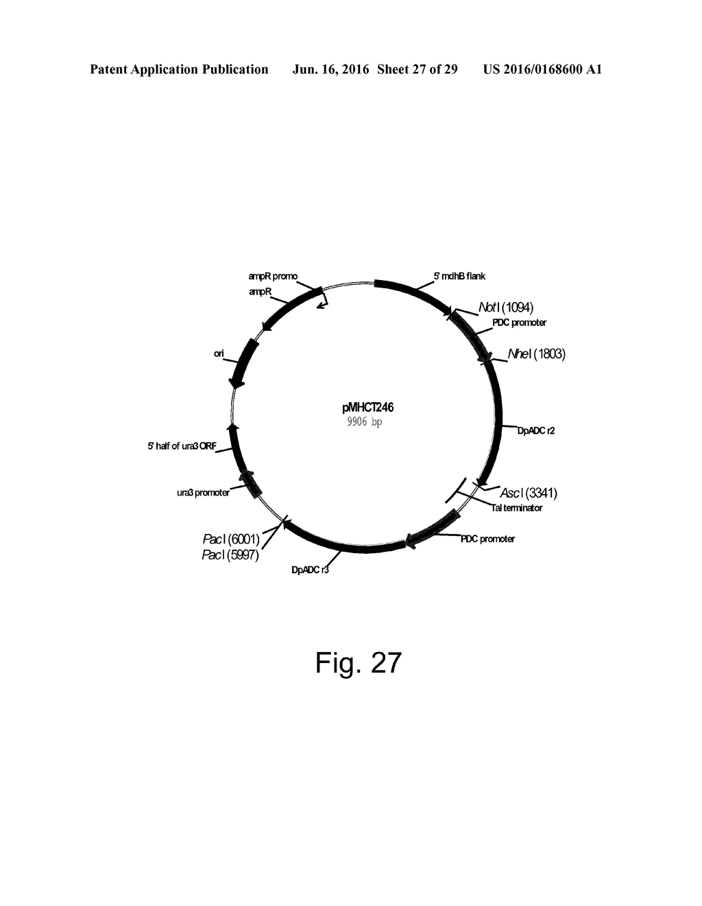 3-HYDROXYPROPIONIC ACID PRODUCTION BY RECOMBINANT YEASTS EXPRESSING AN     INSECT ASPARTATE 1-DECARBOXYLASE - diagram, schematic, and image 28