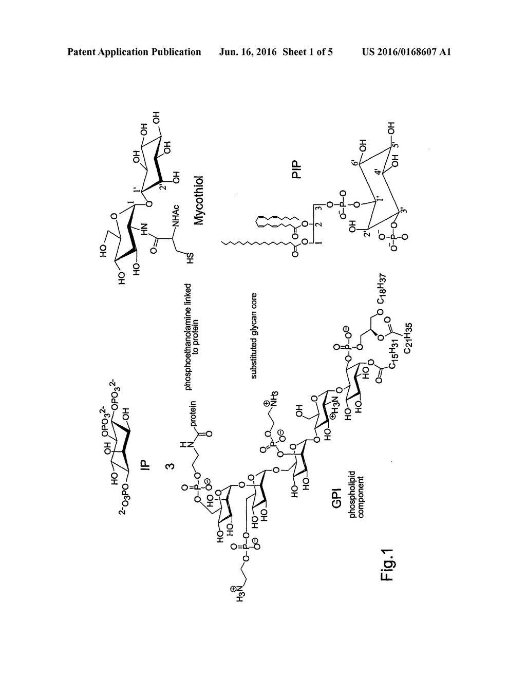 Inositol Biotransformation - diagram, schematic, and image 02