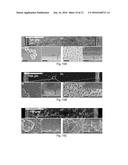 ELECTROLESS COPPER PLATING POLYDOPAMINE NANOPARTICLES diagram and image