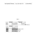 METHODS FOR MEASUREMENT OF INHIBITION OF C-JUN N-TERMINAL KINASE IN SKIN diagram and image