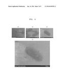 METHOD OF ANALYZING SURFACE OF SAMPLE USING SCANNING PROBE MICROSCOPE AND     SCANNING PROBE MICROSCOPE THEREFOR diagram and image