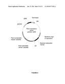 PLANTS HAVING ONE OR MORE ENHANCED YIELD-RELATED TRAITS AND A METHOD FOR     MAKING THE SAME diagram and image