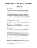 ANTI-5T4 ANTIBODIES AND USES THEREOF diagram and image