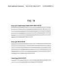 ANTI-5T4 ANTIBODIES AND USES THEREOF diagram and image