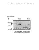 MODIFIED CASCADE RIBONUCLEOPROTEINS AND USES THEREOF diagram and image