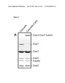 MODIFIED CASCADE RIBONUCLEOPROTEINS AND USES THEREOF diagram and image