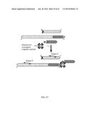 METHODS, COMPOSITIONS, AND KITS FOR NUCLEIC ACID ANALYSIS diagram and image