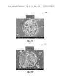 SEED LAYER FOR SOLAR CELL CONDUCTIVE CONTACT diagram and image