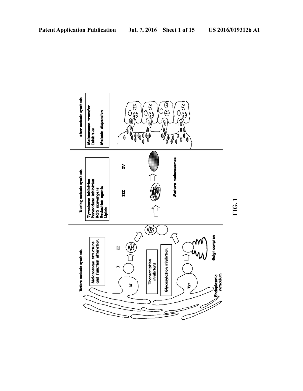 DIARYLALKANES AS POTENT INHIBITORS OF BINUCLEAR ENZYMES - diagram, schematic, and image 02