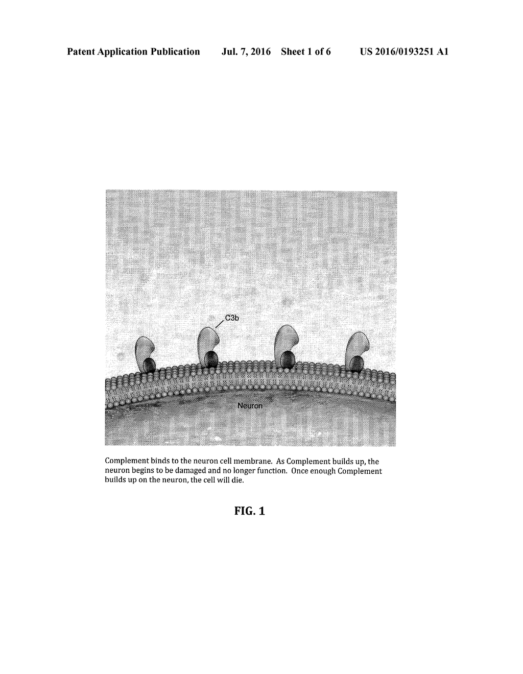 METHOD FOR TREATING ALS VIA THE INCREASED PRODUCTION OF FACTOR H - diagram, schematic, and image 02