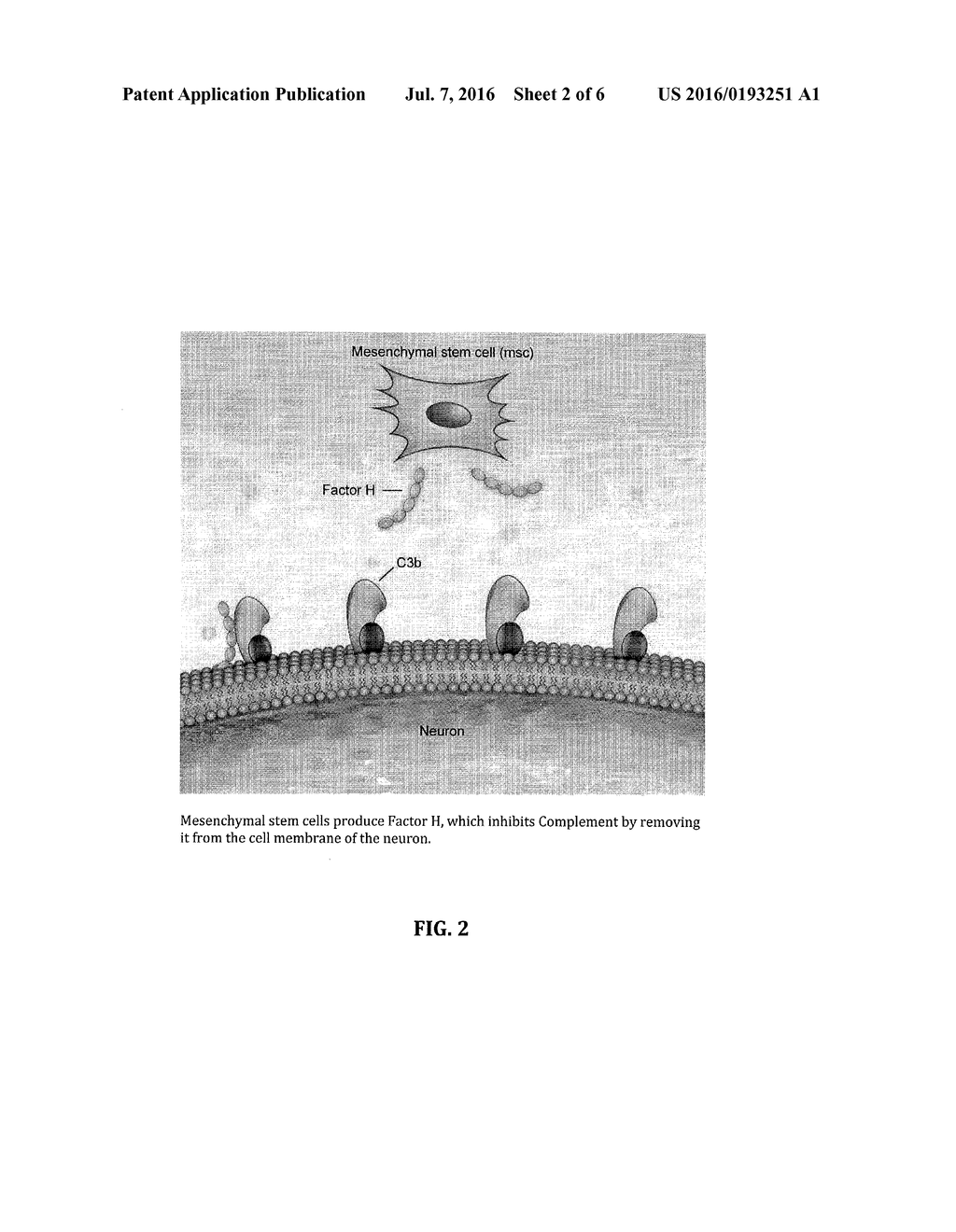 METHOD FOR TREATING ALS VIA THE INCREASED PRODUCTION OF FACTOR H - diagram, schematic, and image 03