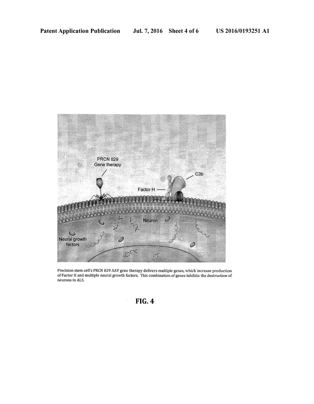 METHOD FOR TREATING ALS VIA THE INCREASED PRODUCTION OF FACTOR H - diagram, schematic, and image 05